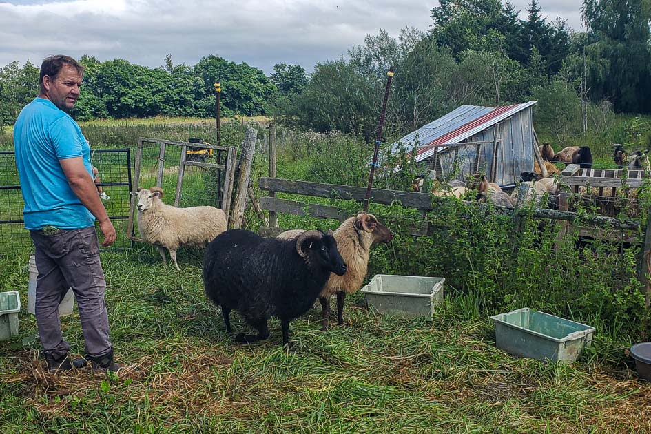 Josh from Taproot Farms feeding the sheep they use for wool.