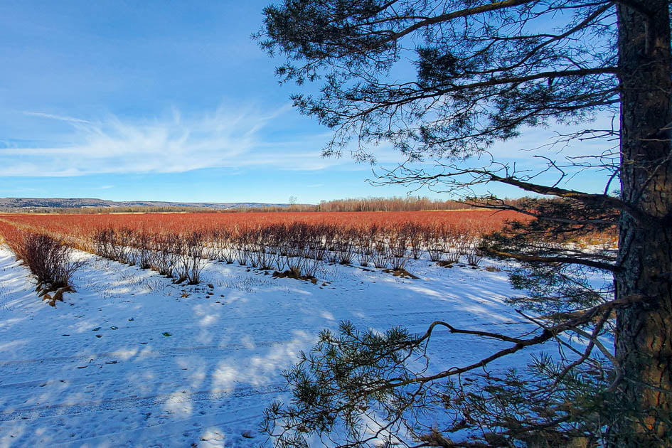 Cranberry fields in February with snow on ground