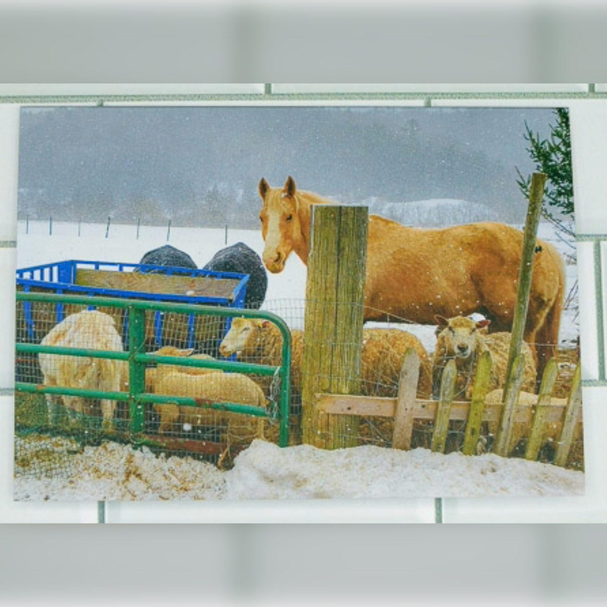 Snowy Animals in Gaspereau Valley Premium Card