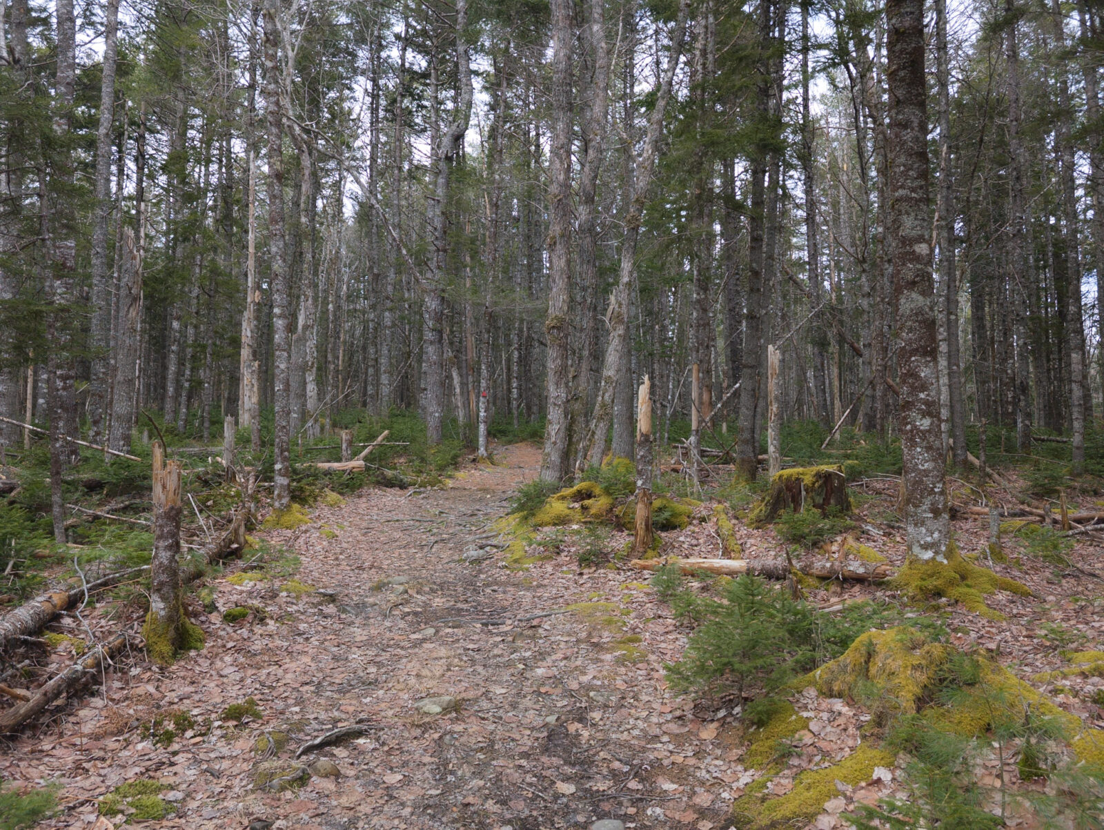 A winding forest trail through tall trees in Nova Scotia, inviting exploration and everyday adventure.