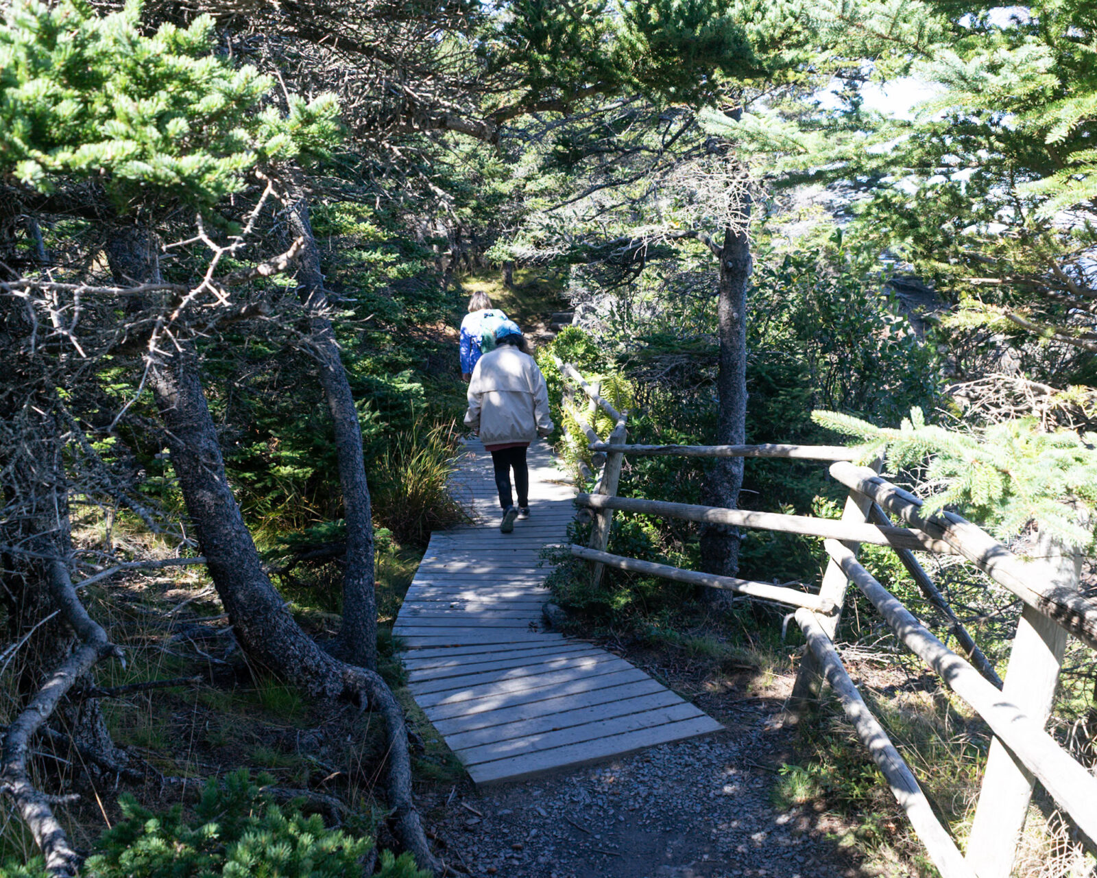 Two people walk along a wooden boardwalk through a coastal forest, setting out to explore a nature trail.