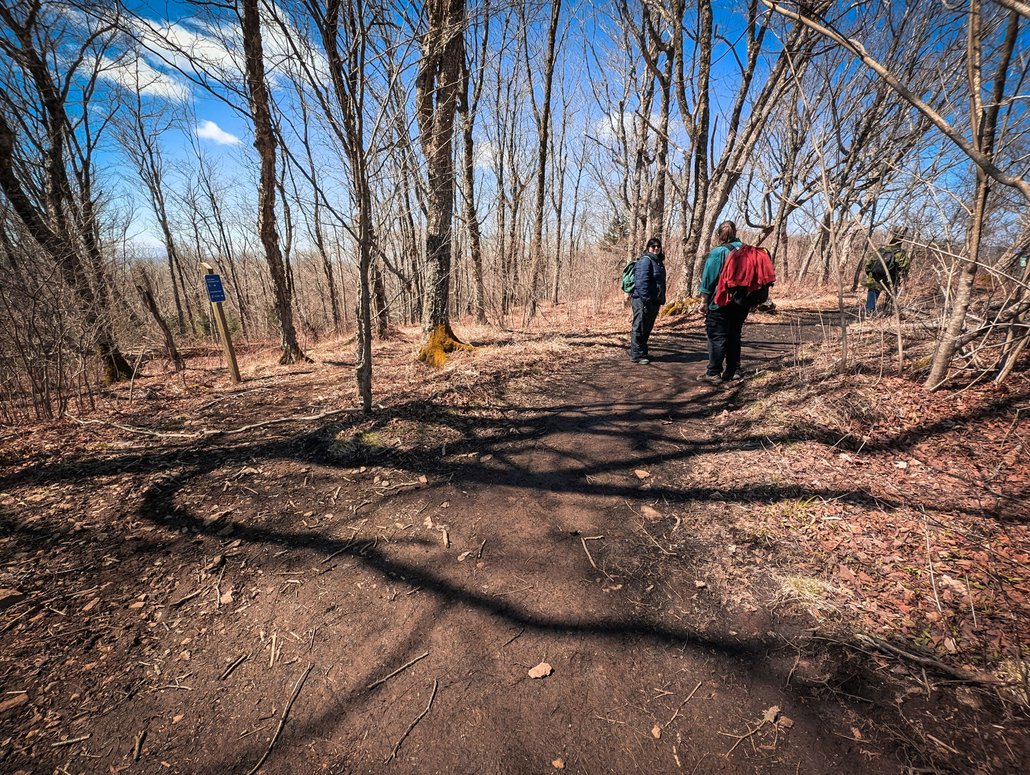 Three hikers walking along a forest trail on the Cape Split hiking trail in Nova Scotia.