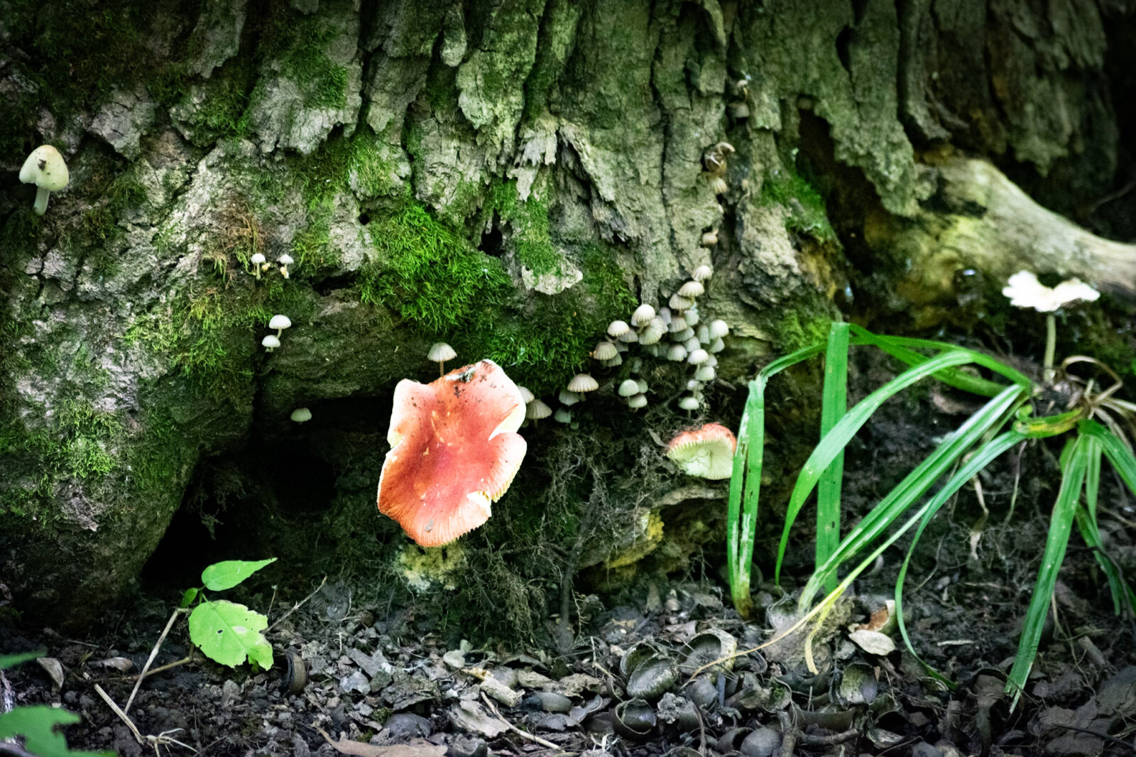 A colourful mushroom growing beneath a moss-covered tree stump, revealing the hidden details that reward curious exploration.