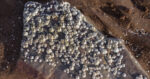 Close-up of barnacles creating natural patterns and textures on a coastal rock