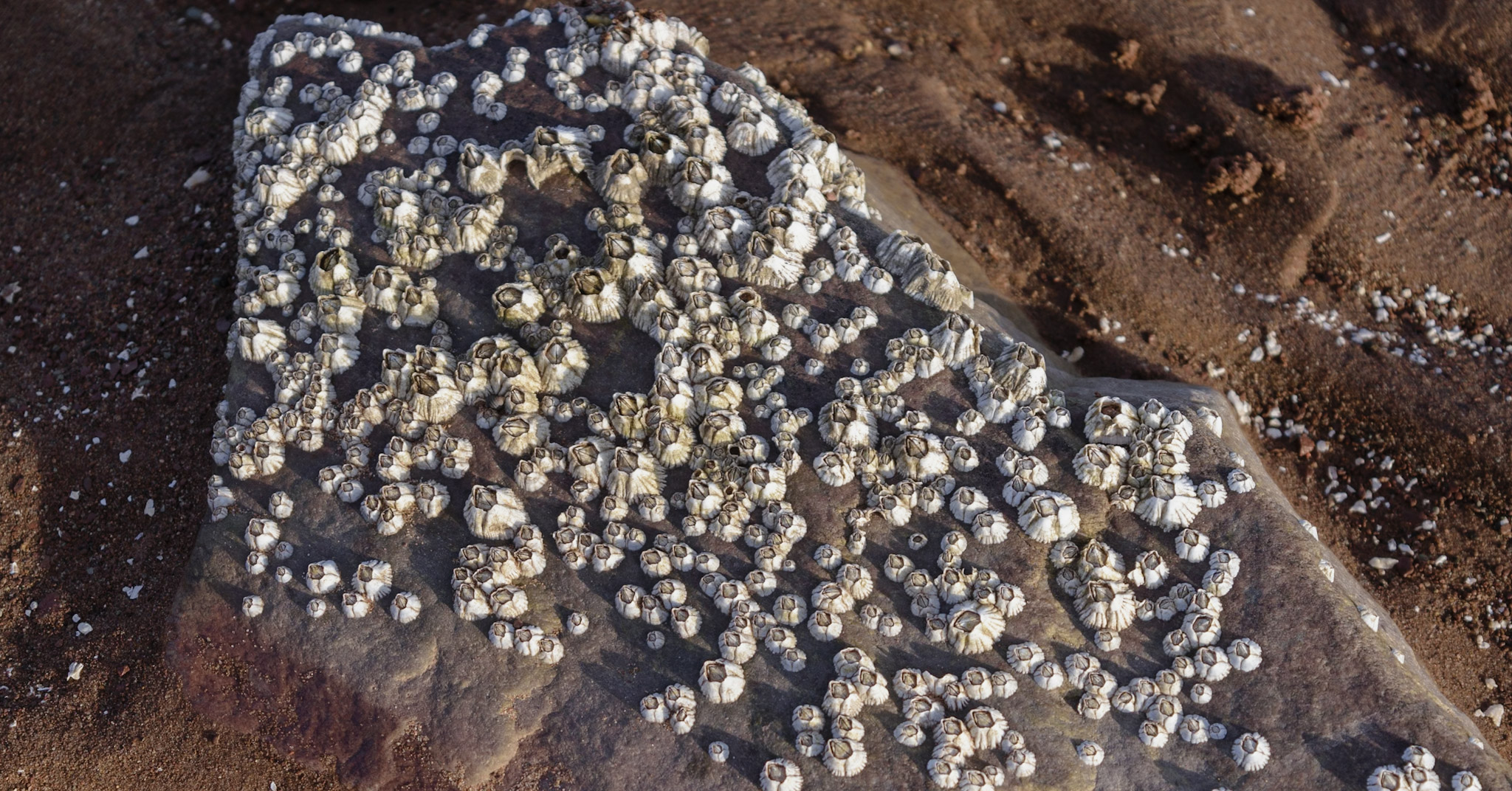 Close-up of barnacles creating natural patterns and textures on a coastal rock