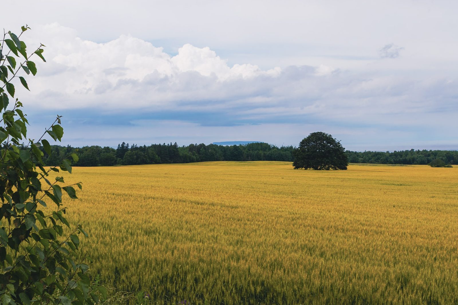 A lone tree beside a golden field on McNally Road in Nova Scotia.
